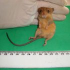 Fotografía fechada el 6 de noviembre de 2008 cedida por Carlos Narváez Romero, que muestra un roedor identificado como Rhagomys septentrionalis, es hermano de la especie Rhagomys longilingua, un género suramericano de la tribu Thomasomyni y de la familia Cricetidae, que se suele encontrar en el sureste de Perú, en Bolivia y en algunos bosques brasileños. EFE/Carlos Narváez Romero