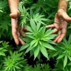 Cultivo. En varios países el cáñamo se cultiva en invernaderos, pero en Ecuador se la sembrará a cielo abierto.