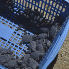 La edad de las tortugas no supera los tres meses y su caparazón es extremadamente joven.