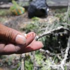 Aspecto. Esta es la afectación que se registra en las ramas por una de las plagas que afecta a los árboles.
PERIODISTA : BLANCA MONCADA 

FECHA : 22/03/2021 

Agencia (ag-extra)