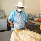 Hábito. Luisa Cifuentes, conocida como ‘La Madrina’, lleva 40 años salando pescado en Santa Rosa