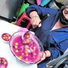 Rosa Tenezaca elabora el platillo con doce frutas y especias. La porción cuesta $ 1.50, y se puede servir como bebida o acompañamiento.