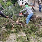 Momento en el que el samán fue retirado por personal municipal.