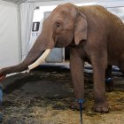 Un elefante asiático de circo, es trasladado hoy, martes al Zoológico de Culiacán desde la ciudad de Guadalajara, estado de Jalisco (México).