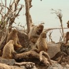 Un grupo de macacos en la isla de Cayo Santiago un año después del huracán María por Puerto Rico.