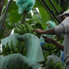 Ecuador aplica protocolos para evitar el ingreso del Fusarium