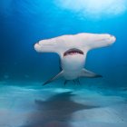 Los investigadores registraron una velocidad aproximada de 50 kilómetros por día y ahora supervisarán el recorrido del animal hasta las costas continentales.