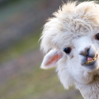 La alpaca es una especie doméstica de mamífero artiodáctilo de la familia Camelidae.