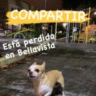 La cantidad de anuncios sobre mascotas perdidas aumenta en las redes sociales.