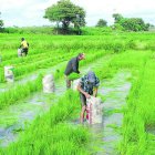 El sector agrícola y pecuario, el que más incide en las cifras de morosidad de BanEcuador.