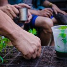 Fotografía cedida por la Red de Usuarios de Drogas y Consumidores de Cannabis del Uruguay hoy, jueves 30 de enero de 2014, de un cultivo de marihuana en Montevideo (Uruguay).