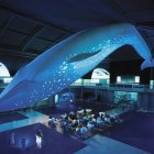 La ballena azul es uno de los atractivos del museo newyorquino.