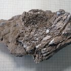 Marfil de mamut encontrado en el nivel de excavación del auriñaciense (33.000-30.000 años) en el yacimiento de la cueva francesa de Isturitz.