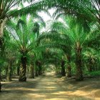 Los productores esperan créditos de largo plazo, ya que a partir del quinto año de producción se empieza a recuperar la inversión.