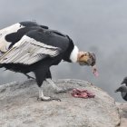 La población mundial de esta especie probablemente no supera los 6.700 individuos y está disminuyendo "de manera preocupante" en toda su área de distribución.