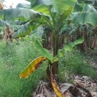 En Venezuela se presume está el Fusarium, como el Perú y Colombia.