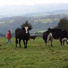 Un problema que ha tenido que enfrentar el sector ganadero es la falta de insumos. 

 Quito 29 de Abril de 2021 Agencia(ag-extra ag-expreso-ag-quito) Gustavo Guaman