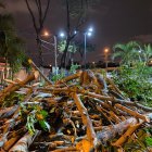 Causa. La poda se ejecutó en una área verde de la ciudadela Guayacanes, al norte.