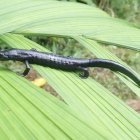 Fotografía cedida hoy por el científico Daniel Ariano-Sánchez que muestra una salamandra de la especie Bolitoglossa Qeqom, en San Cristóbal Verapaz, Alta Verapaz (Guatemala).
