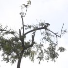 Trabajo. Así quedaron los árboles luego de la poda que se realizó en un parque de la ciudadela Guayacanes, al norte.