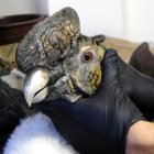 Moradores de la comunidad Gualabí, en la provincia ecuatoriana de Imbabura, que realizaban labores de pastoreo, encontraron un cóndor andino adulto (Vultur gryphus) con perdigones en el cuerpo.