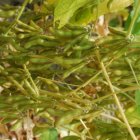 Ecuador apenas produce 50.000 toneladas de soya. La industria necesita 1,2 millones aproximadamente.