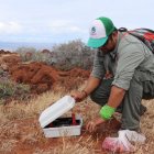 Un guardaparque monitorea los resultados del plan para desratizar la isla.