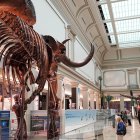 Se puede ver el esqueleto de un mamut