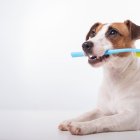 Es importante acostumbrar a las mascotas desde pequeñas al cepillado. Puede hacerlo con juegos.