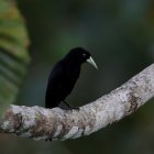 Fotografía de un pájaro cacique lomiescarlata (Cacicus microrhynchus) tomada desde el Canopy Tower, en el Parque Soberanía de Ciudad de Panamá (Panamá). EFE/ Bienvenido Velasco
