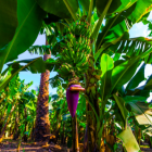 La cepa R4T puede destruir plantaciones de banano, se transmite a través del suelo y actualmente no existe ningún tratamiento para erradicarlo.