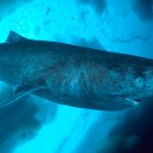 Los investigadores llevaron a cabo varios experimentos entre 2016 y 2017 con cámaras a las que se les instaló un cebo, con el objetivo de obtener información sobre la diversidad de la fauna y la biomasa de los peces depredadores y carroñeros de aguas profundas.