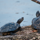El acusado fue sentenciado a un pago de indemnización para la "reparación integral del daño causado a la víctima", en un monto establecido de 639.100 dólares.