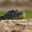 un caiman tenía en zozobra a los comensales de un restaurante.