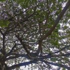 Los árboles de la zona están afectados con pulgón.