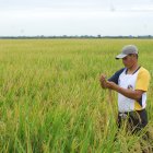 En Santa Lucía y Daule están los productores más eficentes, sobre todo en las zonas donde tienen sistema de riego, que les permite producir durante todo el año.
