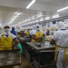 Las industrias han aplicado protocolos para tener la trazabilidad de la materia prima.