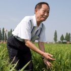 Miles de personas despidieron hoy en la ciudad de Changsha, en el centro de China, al científico chino Yuan Longping, conocido por haber desarrollado las primeras variedades de arroz híbrido y que falleció el pasado sábado a los 90 años.