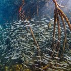 Los manglares del archipiélago ecuatoriano de Galápagos son ecosistemas claves para la diversidad de especies de peces, según un estudio revelado este martes por la Fundación Charles Darwin, la Universidad de California y con el apoyo de la Dirección del Parque Nacional Galápagos (DPNG).