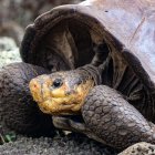 Fotografía sin fecha cedida por la Dirección del Parque Nacional Galápagos (PNG), de la tortuga Chelonisis phantasticus.