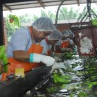El clima afectó los rendimientos de las plantaciones.