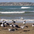 Un grupo de aves marinas es vista en una playa.