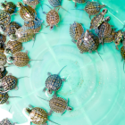 Los ejemplares de las tortugas recién nacidas pertenecían a la especie Podocnemis unifilis.