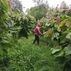 Más de 327.000 toneladas de cacao se produjeron en 2020, es decir, 92.700 más que durante el 2018, según el Instituto de Estadística.