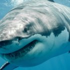 Gran parte de lo que se sabe sobre los antiguos ecosistemas oceánicos procede de los registros de rocas y fósiles.