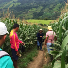 Agricultores del país aseguran sus plantaciones para no sufrir mayores pérdidas.