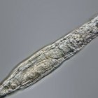 Ejemplar de rotífero.