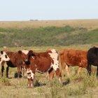 Uruguay se enfrenta hoy al desafío de aumentar el margen de calidad que lo diferencie de sus competidores a la hora de exportar.