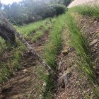 La estabilización de taludes con plantas vetiver, en un tramo de la Ruta del Spondylus, está concluido