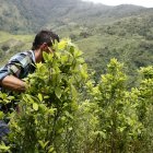 Un campesino camina en un cultivo de coca en Colombia.